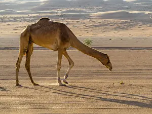 Arabian camel or dromedary (Camelus dromedarius)