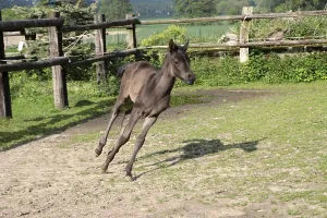 Arabian foal