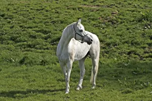 Arabian horse - Arabian horse