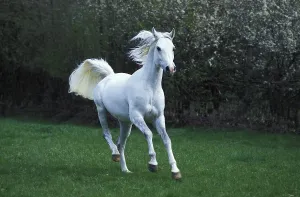 ARABIAN HORSE GALLOPING THROUGH MEADOW