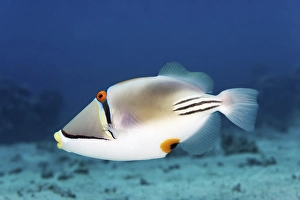 Arabian Picasso triggerfish (Rhinecanthus assasi)