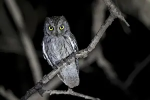 Arabian Scops Owl (Otus pamelae) perched on a branch