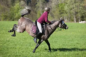 Arabian stallion, roan, bucking with a rider on a meadow