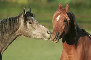 Arabian, Stallions