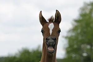 Arabian thoroughbred, chestnut foal neighing