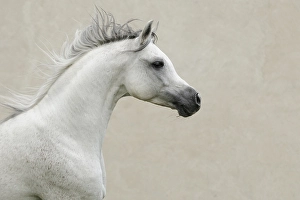 Arabian thoroughbred, galloping grey stallion