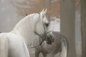 Arabian thoroughbred, stallion