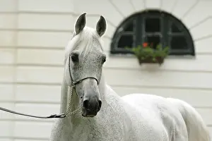 Arabian thoroughbred, stallion