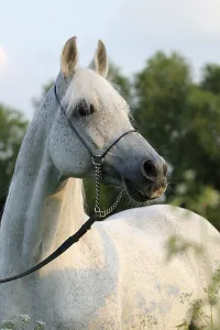 Arabian thoroughbred, stallion, grey