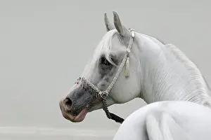 Arabian thoroughbred, stallion with halter, grey