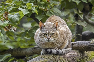 Arabian wildcat, Gordon's wildcat (Felis lybica lybica) (Felis silvestris gordoni)