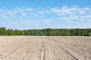 Arable land at forest background, sunny summer day