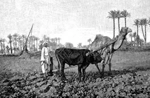 Arabs ploughing with a mixed team of cattle and camels