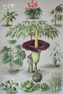 Araceae or the Arum family, 1. Anthurium