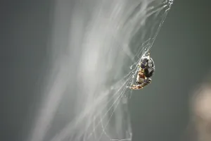 Araneus diadematus