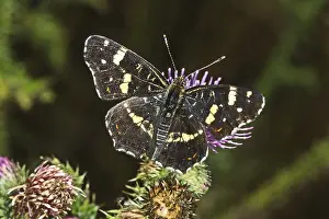 Araschnia levana, Land carnation (summer form)