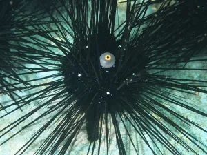Arbacia lixula with long spines and one eye