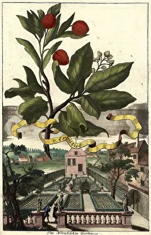 Arbutus and View in the Woernlian Garden