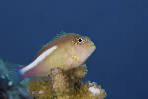 Arc-eye Hawkfish (Paracirrhites arcatus)