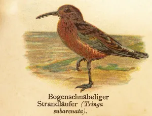 Arch-billed sandpiper (Tringa sunarcuata)