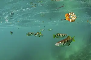 Archerfish, Toxotes jaculatrix