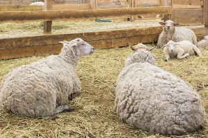 Arcott Rideau lambs in sheep pen being bred and raised for meat