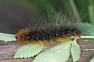 Arctia caja, Garden tiger moth, (caterpillar)