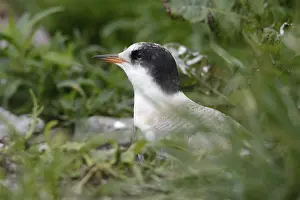 Arctic Arctic Tern - Juvenile (Sterna paradisaea)