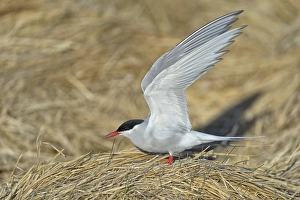 Arctic Arctic Tern (SArctic Terna paradisaea)