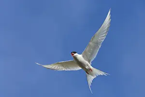 Arctic Arctic Tern, (Sterna paradisaea)