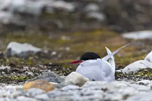 Arctic Arctic Tern (Sterna paradisaea) breeds in the gravel bed