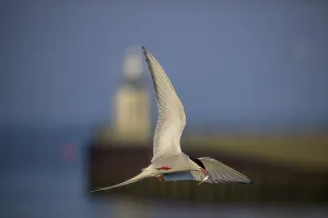 An Arctic Arctic Tern (Sterna paradisaea) flies with outstretched wings