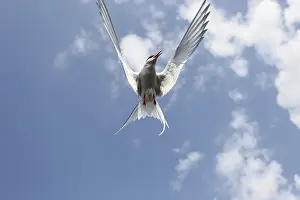 Arctic Arctic Tern (Sterna paradisaea) flying in the blue sky