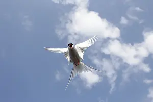 Arctic Arctic Tern (Sterna paradisaea) flying in the blue sky