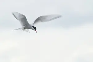 Arctic Arctic Tern (Sterna paradisaea) in shaking flight