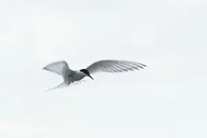 Arctic Arctic Tern (Sterna paradisaea) in shaking flight