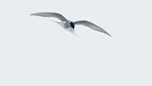 Arctic Arctic Tern (Sterna paradisaea) in shaking flight