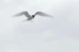 Arctic Arctic Tern (Sterna paradisaea) in shaking flight