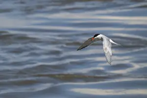 Arctic Arctic Tern (Sterna paradisea) in flight