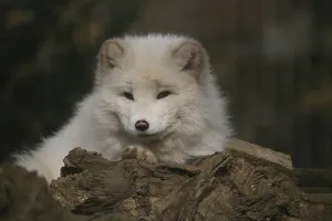 Arctic fox