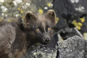 Arctic Fox (Alopex lagopus), adult