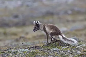 Arctic fox (Alopex lagopus) adult