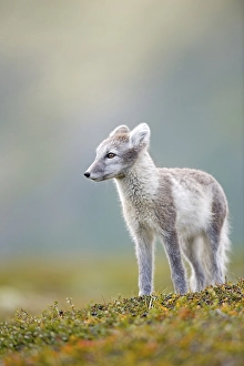Category Scandinavia Prints: Arctic fox (alopex lagopus), autumn