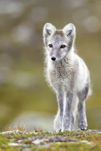 Arctic Fox Prints: Arctic fox (alopex lagopus), Dovre-Fjell national park