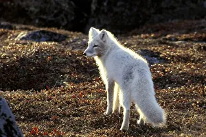 Arctic Fox (Alopex lagopus) fall tundra backlight near Churchill