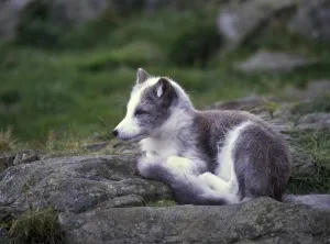 Arctic Fox (Alopex lagopus), lying on rock