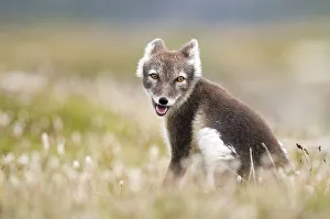 Arctic Fox Prints: Arctic fox (alopex lagopus) sitting in blooming meadow