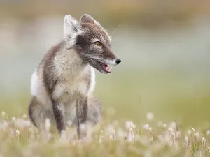 Category Scandinavia Prints: Arctic fox (alopex lagopus), sitting in blooming meadow