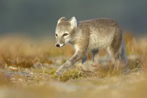 Category Scandinavia Prints: Arctic fox (alopex lagopus) on the stalk