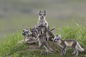 Arctic Fox Prints: Arctic fox (Alopex lagopus) (Vulpes lagopus) adult and cubs at den on the tundra in summer